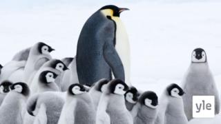 Pingviinien matka 2: 01.01.2021 06.00