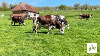 Tuoretta ruohoa syövä lehmä tuottaa maistuvampaa juustoa: 05.05.2021 11.17