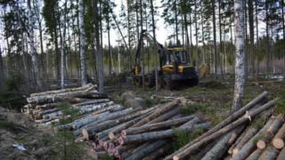 Ahvenanmaa kärsii edelleen alkuvuoden myrskytuhoista: 30.04.2019 12.48