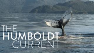 Avara luonto: Humboldtin merivirta