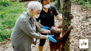 Judi Dench seikkailee Borneossa: 09.01.2021 17.10