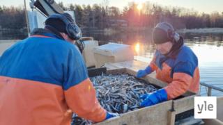 Rysän päällä Merikarvialla – kuinka maailman myllerrys vaikuttaa kalan vientimarkkinoihin?: 27.04.2022 09.30