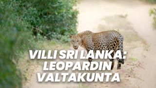 Villi Sri Lanka: Leopardin valtakunta (7) - Villi Sri Lanka: Leopardin valtakunta (7)