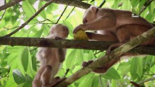 Eläinodysseijat (7) - Apinan matka