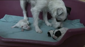 Kolme pientä koiranpentua