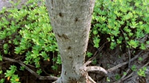 Afrikan luonnon helmiä