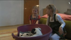 Kolme pientä koiranpentua