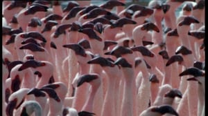 Afrikan luonnon helmiä