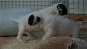 Kolme pientä koiranpentua