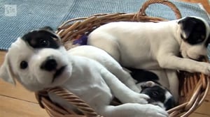 Kolme pientä koiranpentua