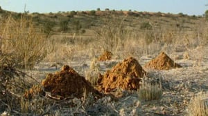 Afrikan luonnon helmiä