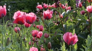 Puutarhaunelmia: remix