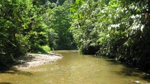 Terveisiä Borneolta!: Osa 3: Sademetsä, mattopiiskanpoikanen ja iilimadot