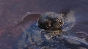 Arka ja Parka - kuuttikaksoset