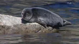 Arka ja Parka - kuuttikaksoset