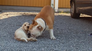 Spanielipentueen elämää