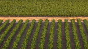 Ihmisen vaikutus planeettaamme