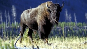 Ihmisen vaikutus planeettaamme