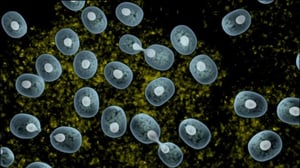 Ihmisen vaikutus planeettaamme