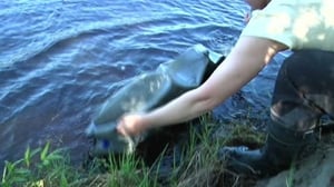 Luonto lähellä: Kalateitä Iijoelle