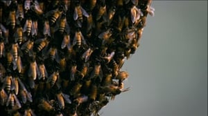 Ihmisen vaikutus planeettaamme