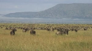 Luonto lähellä: Luonto lähellä 11.3.