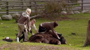 Elämäni eläimet: Eläinsairaalassa