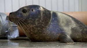 Elämäni eläimet: Eläinsairaalassa