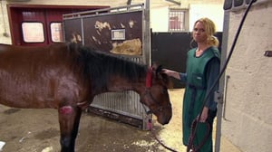 Elämäni eläimet: Eläinsairaalassa