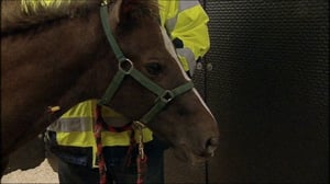 Elämäni eläimet: Eläinsairaalassa