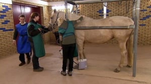 Elämäni eläimet: Eläinsairaalassa