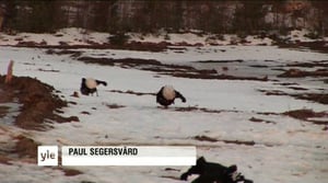 Luonto lähellä: Luonto lähellä vierailee teerisoitimella