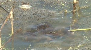 Luonto lähellä: Naarassammakot tykkäävät möreistä koiraista