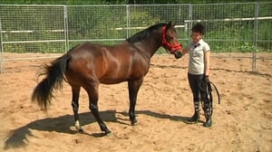 Ystäväni hevonen: Hevoskuiskaaja