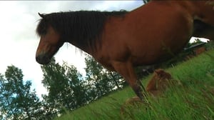 Ystäväni hevonen: Varsan ensiaskeleet