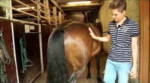 Ystäväni hevonen: Kengitys ja terveys