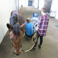 Ystäväni hevonen: Huoleton on hevoseton