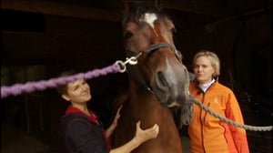 Ystäväni hevonen: Valjakkoponi