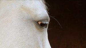 Ystäväni hevonen: Mitä minä opin