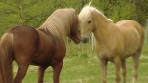 Onni on pohjanhevonen