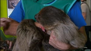 Elämäni eläimet: Eläinsairaalassa