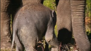 Elämäni eläimet: Eläinsairaalassa