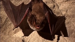 Benjam ja lepakonetsijät