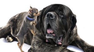 Tiededokumentti: Koirat lähikuvassa