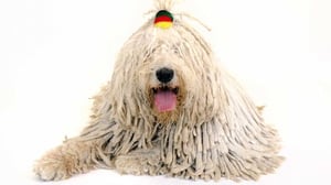 Tiededokumentti: Koirat lähikuvassa