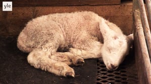 Norjaa ristiin rastiin