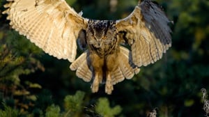 Avara luonto: Huuhkajan jäljillä