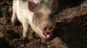 MOT: Kidu ensin, kuole sitten