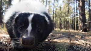 Prisma: Eläinten superaistit