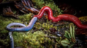 Avara luonto: Monsuunin maat